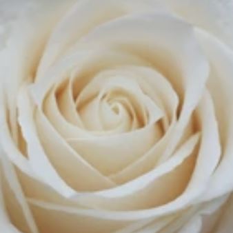 Rose Off White